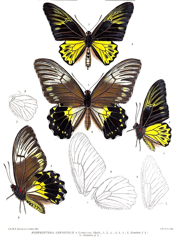 PompeopteraAmphrysus3Rippon