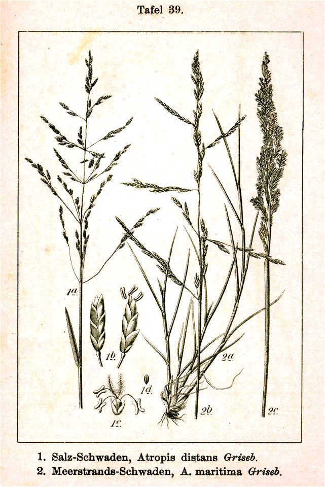 Pooideae spp Sturm39