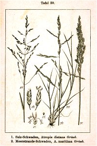 Pooideae spp Sturm39