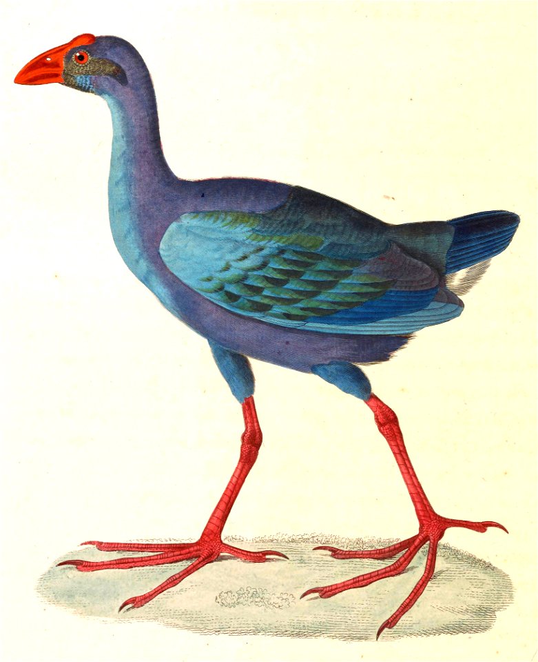 Porphyrio porphyrio indicus 1838