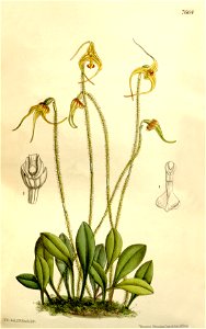 Porroglossum muscosum (as Masdevallia muscosa) - Curtis' 125 (Ser. 3 no. 55) pl. 7664 (1899)