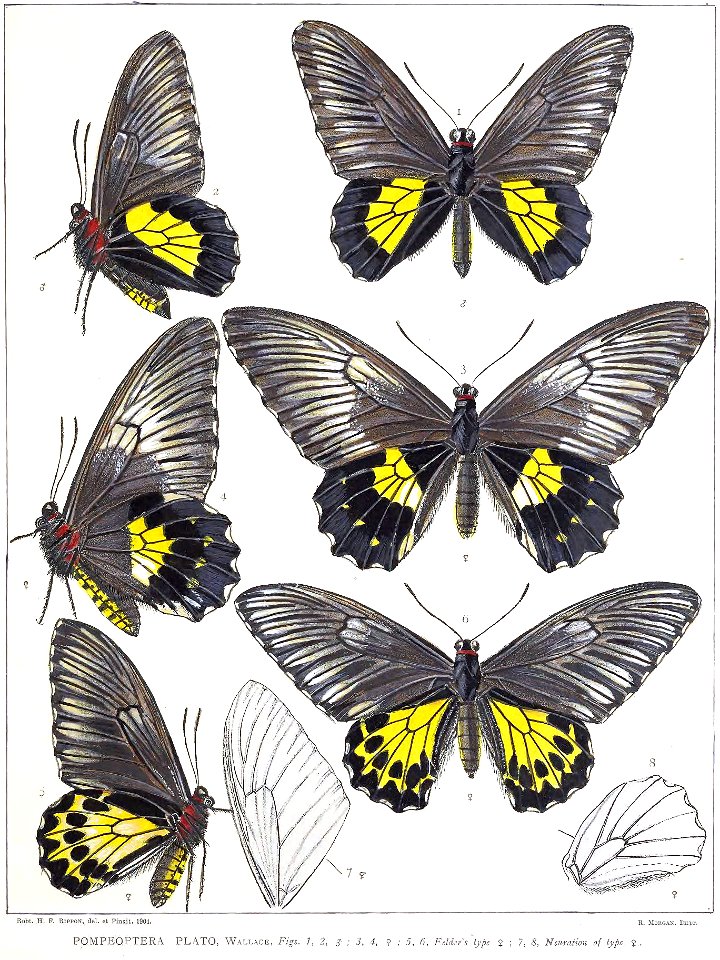 PompeopteraPlatoRippon