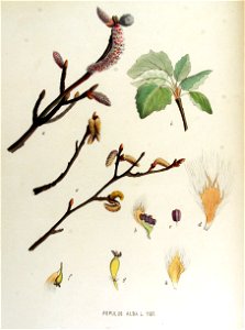 Populus alba — Flora Batava — Volume v15