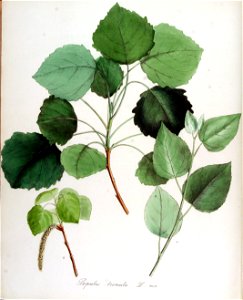 Populus tremula — Flora Batava — Volume v14