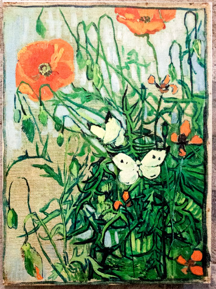 Poppies and Butterflies (JH 2013) - My Dream