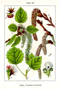 Populus tremula Sturm04030