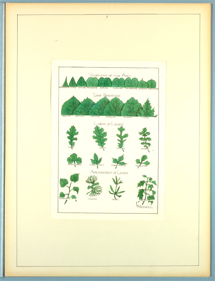 Portfolio, Historic Ornament, ca. 1900 (CH 18649703)