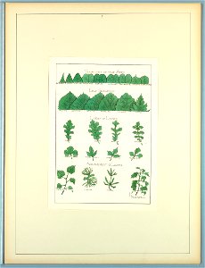 Portfolio, Historic Ornament, ca. 1900 (CH 18649703)