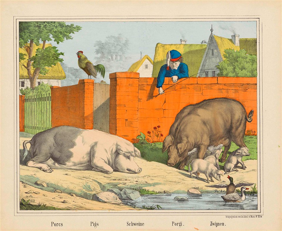Porcs - Pigs - Schweine - Porgi. - Zwijnen