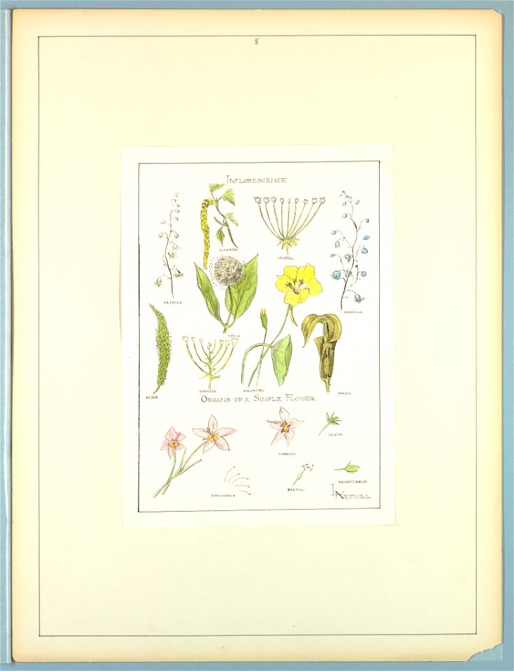 Portfolio, Historic Ornament, ca. 1900 (CH 18649701)
