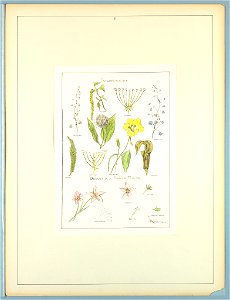 Portfolio, Historic Ornament, ca. 1900 (CH 18649701)