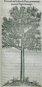 Portrait de l'arbre de Picea, autrement nommé Pigne sauvage - Belon Pierre - 1554