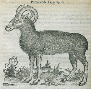 Portrait de Tragelaphus - Belon Pierre - 1554