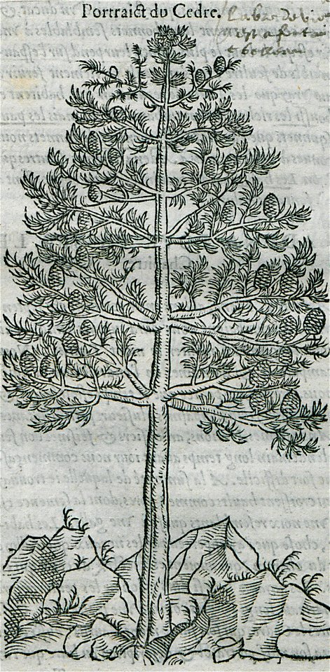 Portrait du Cedre - Belon Pierre - 1554