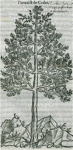 Portrait du Cedre - Belon Pierre - 1554