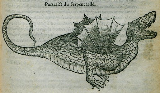 Portrait du Serpent aellé - Belon Pierre - 1554