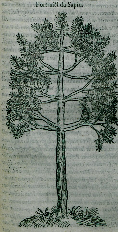Portrait du Sapin - Belon Pierre - 1554