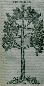 Portrait du Sapin - Belon Pierre - 1554