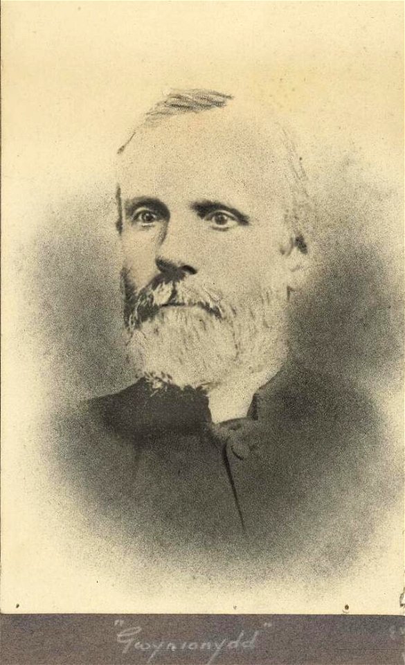 Portrait of 'Gwynionydd' (4672166)