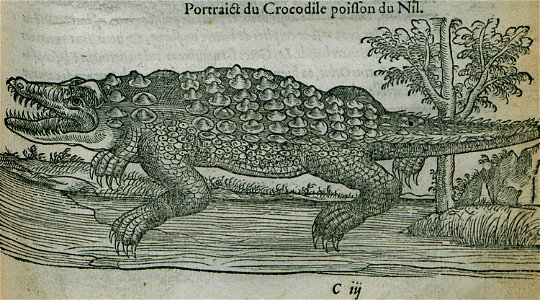 Portrait du Crocodile poisson du Nil - Belon Pierre - 1554