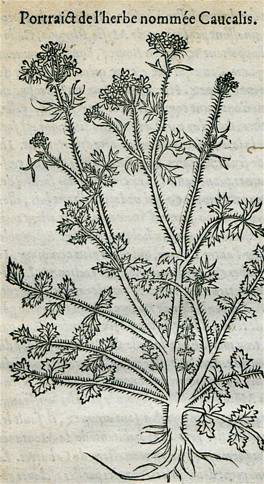 Portrait de l'herbe nommée Caucalis - Belon Pierre - 1554
