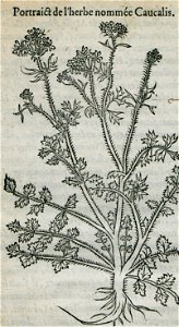 Portrait de l'herbe nommée Caucalis - Belon Pierre - 1554