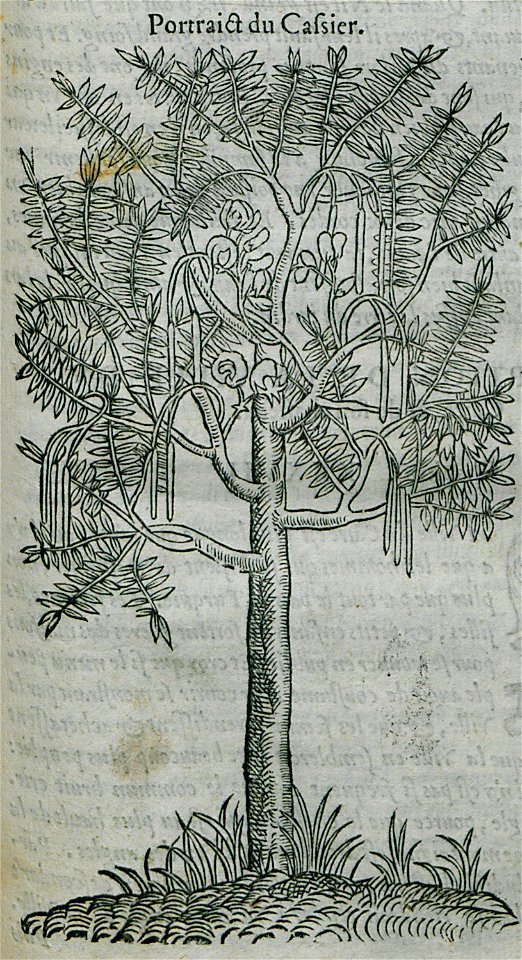 Portrait du Cassier - Belon Pierre - 1554