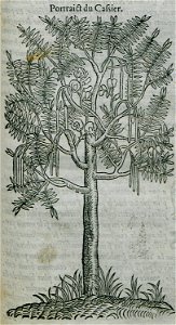 Portrait du Cassier - Belon Pierre - 1554