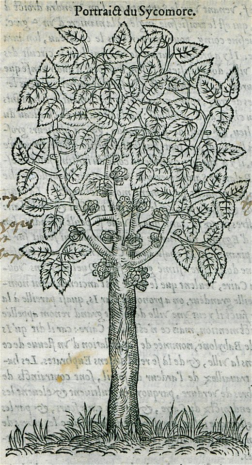 Portrait du Sycomore - Belon Pierre - 1554