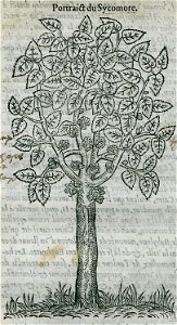 Portrait du Sycomore - Belon Pierre - 1554