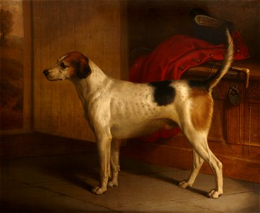 Portrait of a Foxhound