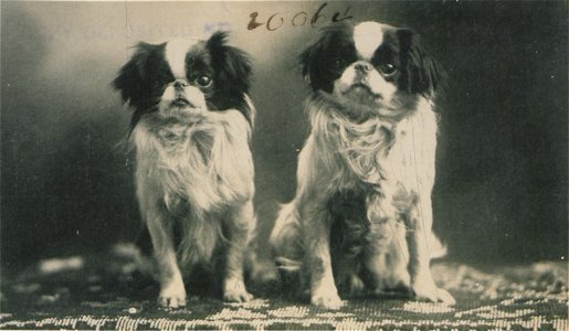 Portrait of two spaniels (HS85-10-20064). Free illustration for personal and commercial use.