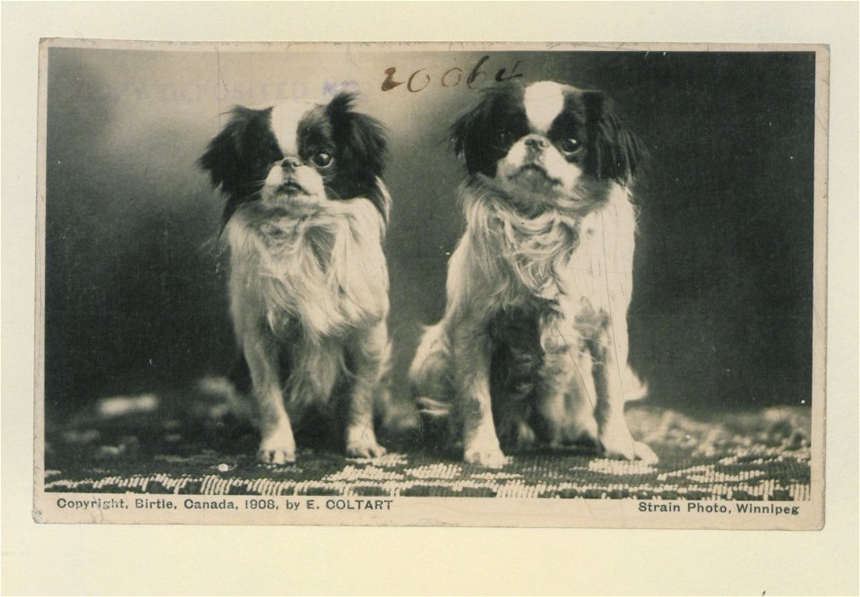 Portrait of two spaniels (HS85-10-20064) original