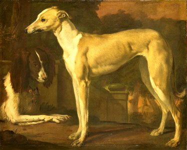 Portret van een hazewindhond en een patrijshond Rijksmuseum SK-C-263