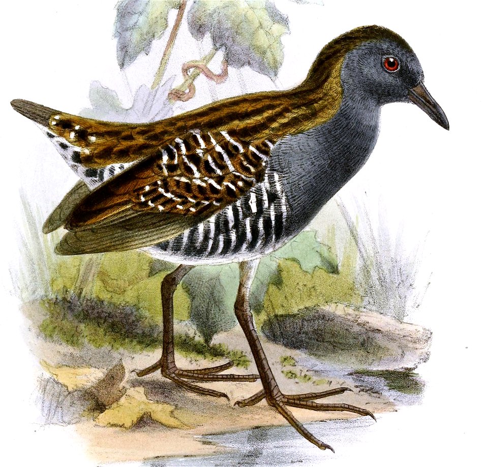 Porzana spiloptera (cropped)