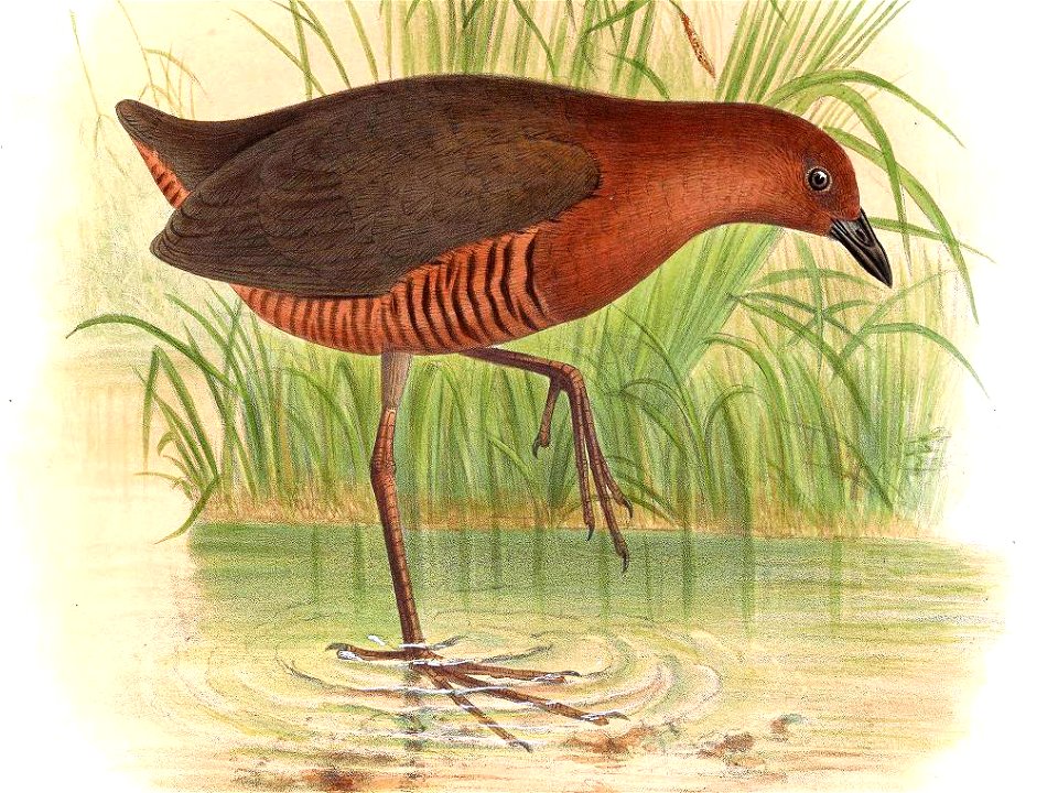 PorzanaHauxwelliSmit (cropped)