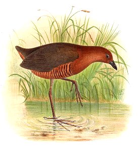PorzanaHauxwelliSmit