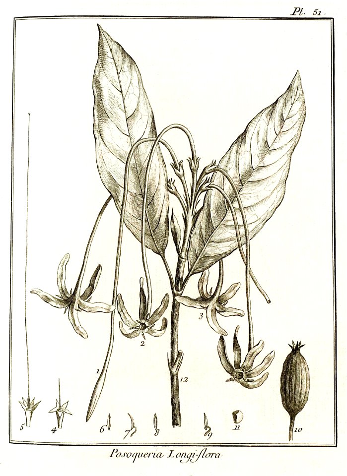 Posoqueria longiflora Aublet 1775 pl 51