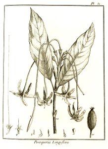 Posoqueria longiflora Aublet 1775 pl 51