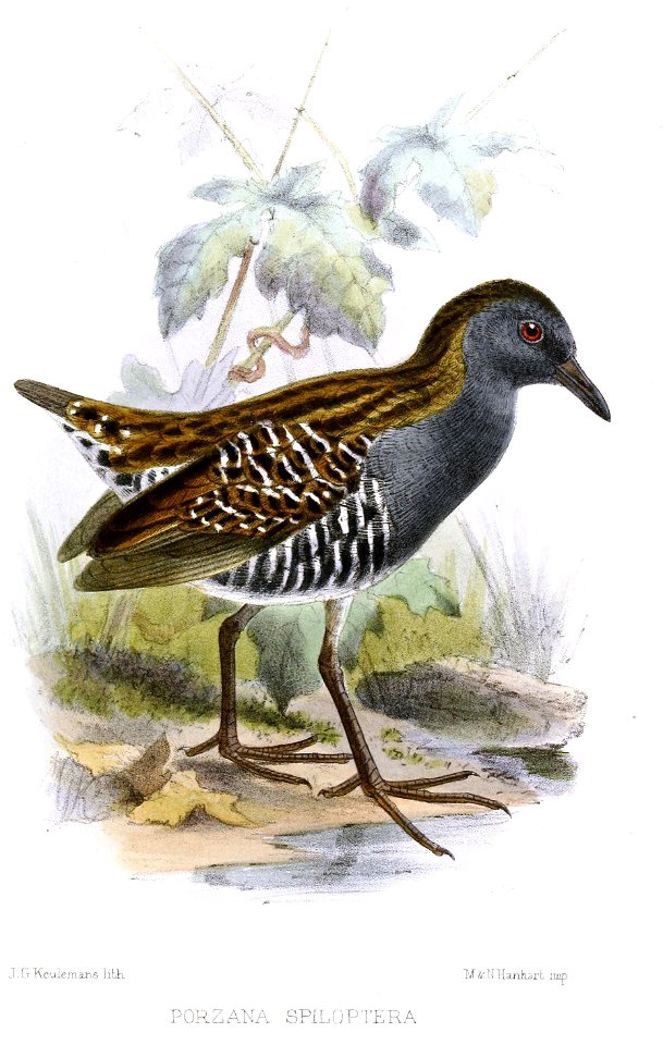 Porzana spiloptera