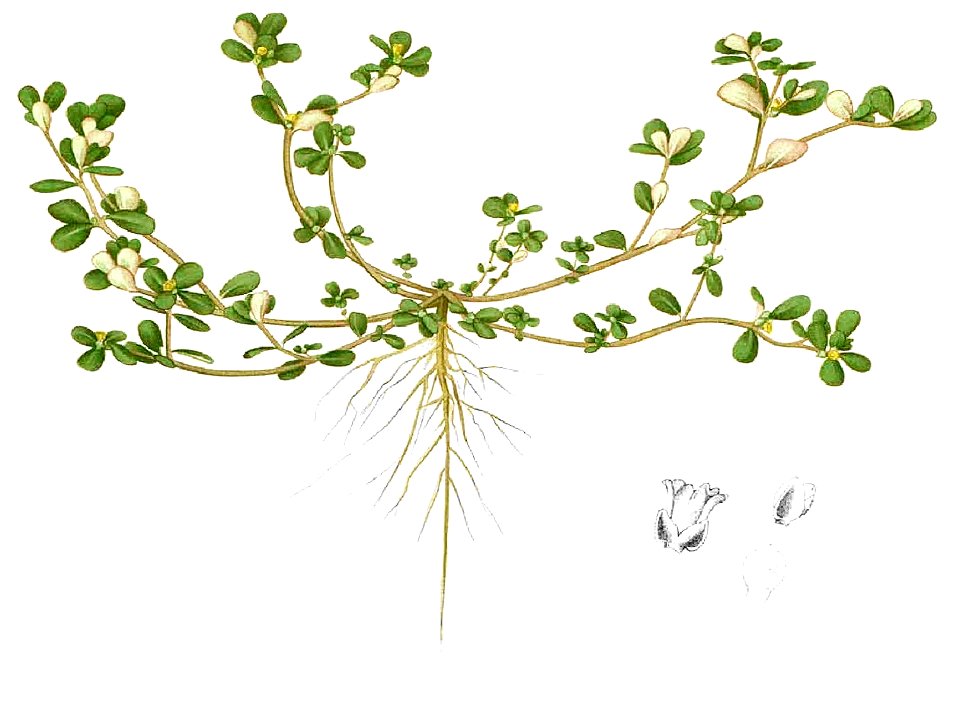 Portulaca oleracea Blanco1.164-cropped