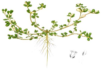 Portulaca oleracea Blanco1.164-cropped