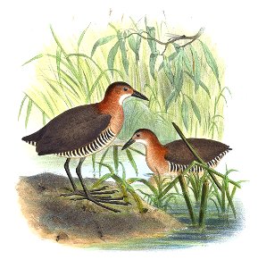 PorzanaAlbigularisSmit