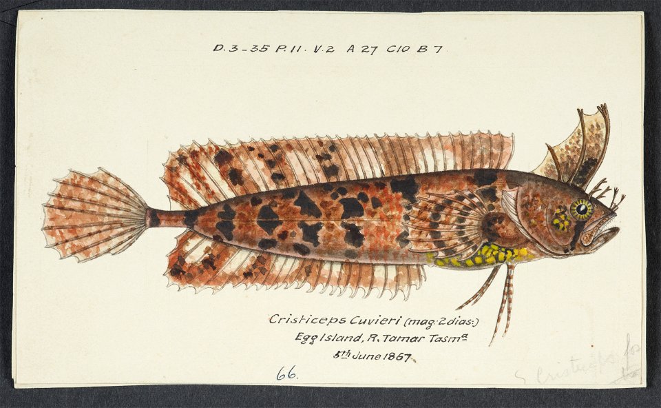 Possibly Cristiceps australis by Frank Edward Clarke