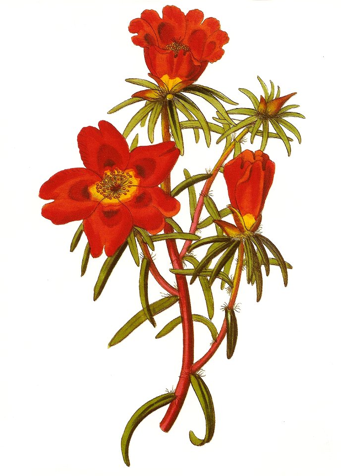 Portulaca thellusonii RHS