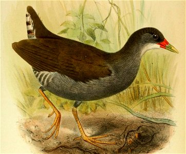 PorzanaErythropsSmit (cropped)