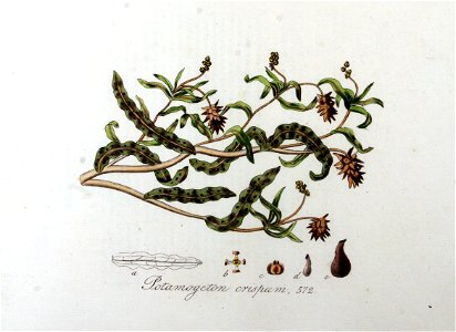 Potamogeton crispum — Flora Batava — Volume v8
