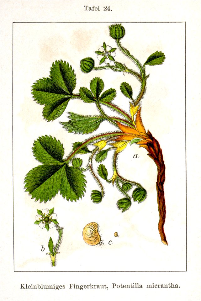 Potentilla micrantha Sturm24