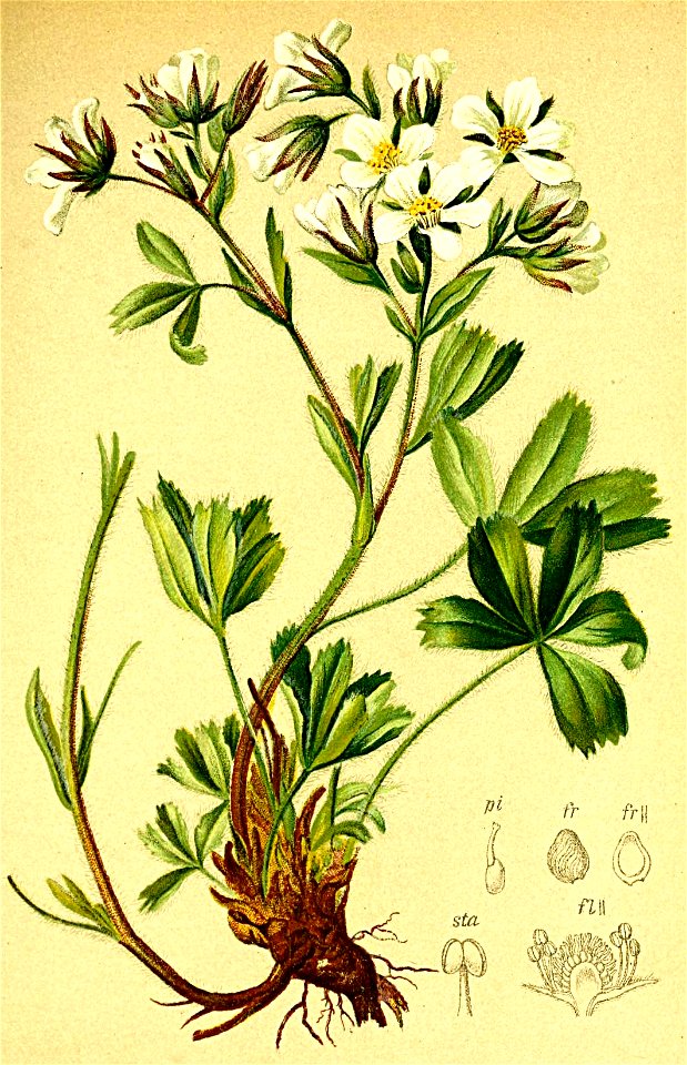 Potentilla caulescens Atlas Alpenflora