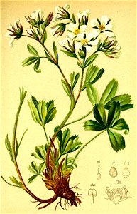 Potentilla caulescens Atlas Alpenflora